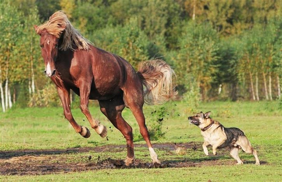 Vittig indenlandske korroderer 8 grunde til, at heste er bedre end mænd - Ridehesten.com