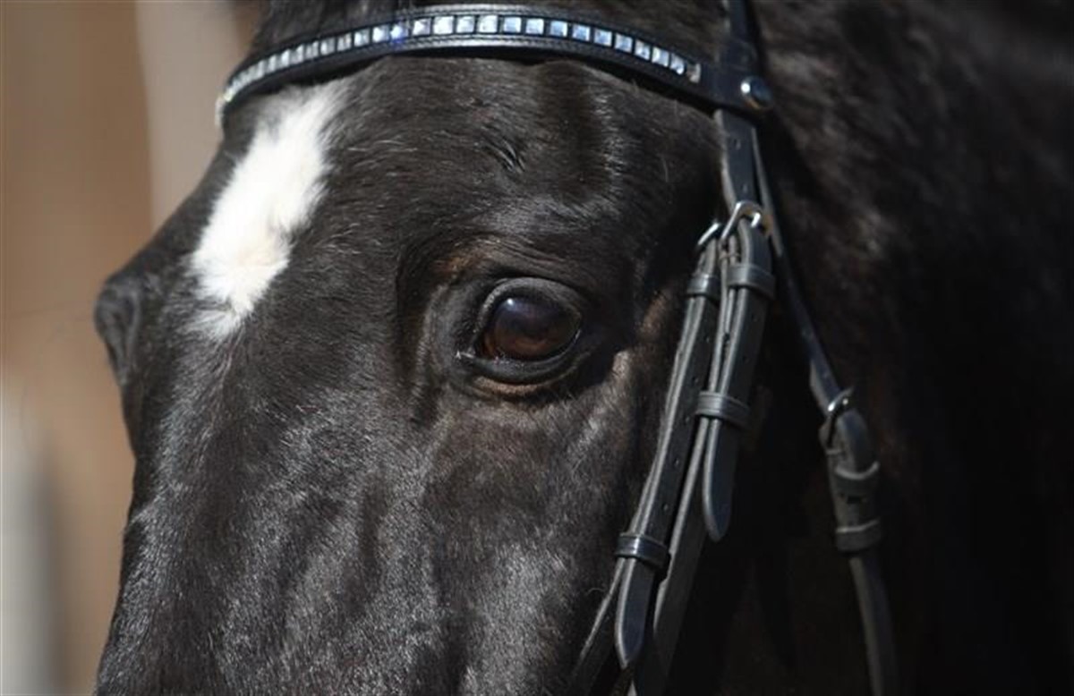 Kan temperaturen i hestens øjne noget om stress? -