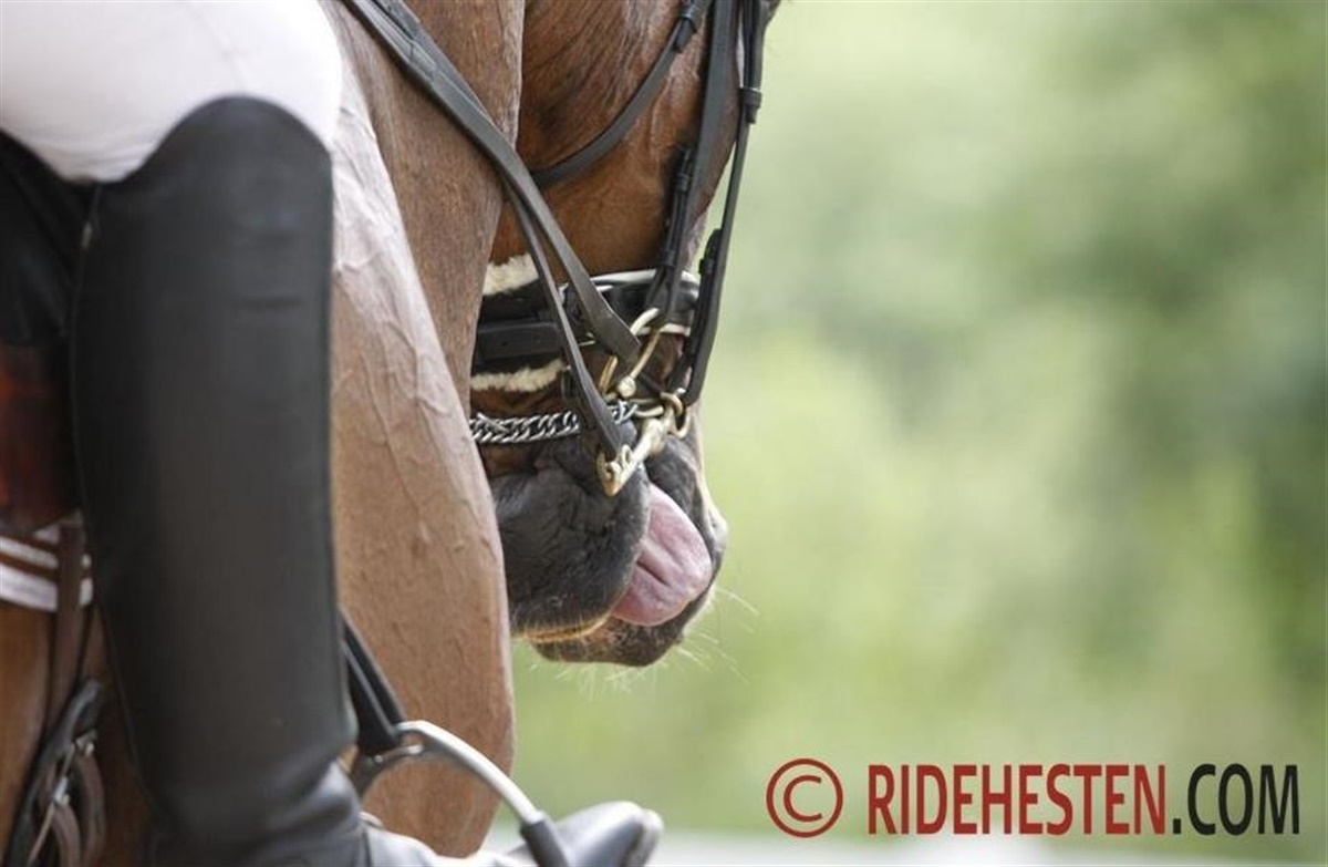 Rækker din hest tunge? Ridehesten.com