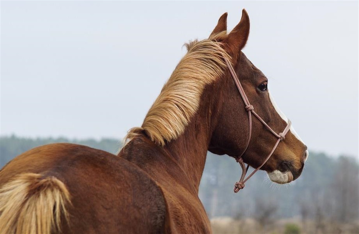 postkontor Udpakning Datter Problemer med hestens SI-led? - Ridehesten.com