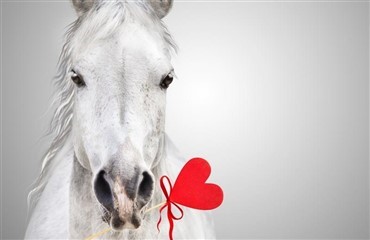 Hesten bedre en eks’en?
