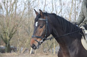 VIDTSKUE'S CRESCENDO