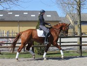 Hest til salg - LACADO