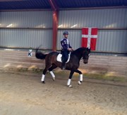 Hest til salg - TASANI HASSERISGAARD