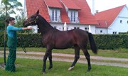 Hest til salg - SKOVLYSTS CUBA