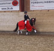 Hest til salg - BoAmi