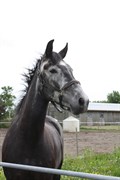 Hest til salg - FMR's Madonna
