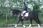 Hest til salg - LA COUR'S BIGORRE