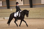 Hest til salg - NARANJO