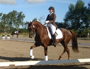Hest til salg - DEBBIE C