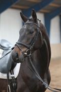 Hest til salg - HJORTHEKÆRS COSMO