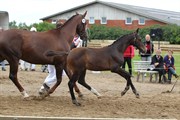 Hest til salg - EGEDAL'S TAYLOR