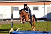 Hest til salg - STIDSBJERGS PONCHO