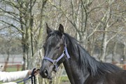 Hest til salg - LINDBALLE'S TARANTINO