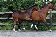 Hest til salg - GØRKLINTGÅRDS DAVINA