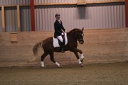 Hest til salg - ROMEO´S IDOL