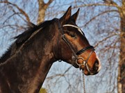 Hest til salg - LOBERGS SIXT DIAMONT
