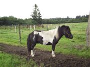 Hest til salg - CRAZY'S CHAPLIN