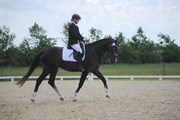 Hest til salg - Quick Silver