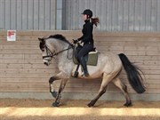 Hest til salg - KAFKA