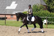 Hest til salg - Barnaby