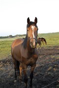 Hest til salg - LAMONT