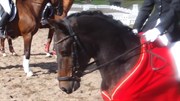 Hest til salg - CHESTER