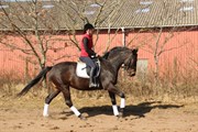 Hest til salg - FABIOLA A TEGLGÅRD