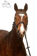 Hest til salg - Leckerlie B
