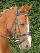 Hest til salg - KATIE