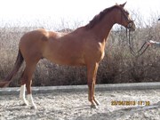 Hest til salg - VIBTI'S PANCHO