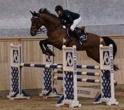 Hest til salg - SONATE