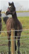 Hest til salg - SØLBECKS QUISESS