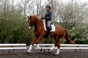 Hest til salg - Dirty Harry