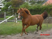 Hest til salg - JO-ANNE A TEGLGAARD