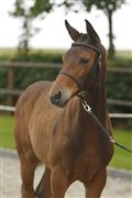 Hest til salg - VIDTSKUE'S JET STAR