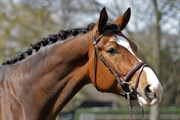 Hest til salg - Erbprinz