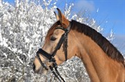 Hest til salg - PENNY LANE