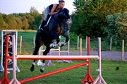 Hest til salg - Dinaro