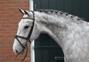 Hest til salg - Cancara x Caretino