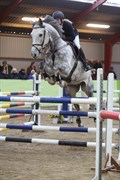 Hest til salg - CORLANDO 49