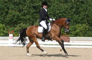 Hest til salg - BJERREGÅRDS SIR JACKSON