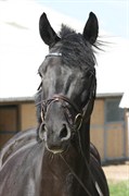 Hest til salg - SARTORS KEEP ON FLYING