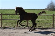 Hest til salg - STAUGAARD'S CHIEF ONE
