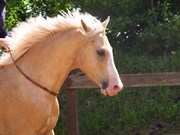 Hest til salg - HELLESKOV'S GOLDEN BLAZE
