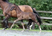 Hest til salg - Gørklintgårds Sherwood
