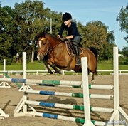 Hest til salg - Aslan