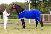 Hest til salg - ABBY SØNDERVANG