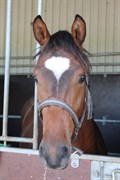 Hest til salg - GRAVERSGAARDS FABIAN