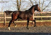 Hest til salg - GØRKLINTGÅRDS BARTOLO